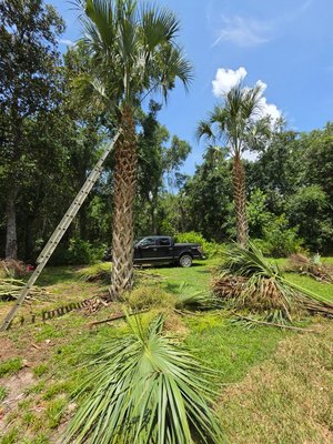 Palms w/ Hurricane Cut - 2 palms needed trimming
Job start to finish w/ debris clean-up - 3hrs