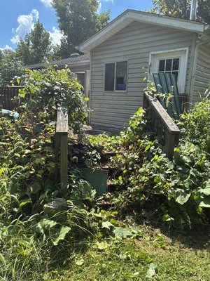 Overgrown lawn 2025 - This client was not able to mow their yard and had lots of overgrown vines and weeds. I trimmed the entire yard and came back the next day with a chainsaw to get all of the bigger brush. Client was very happy. I also cleaned two sets of gutters for them while I was there. Overgrown lawn 2025 - This client was not able to mow their yard and had lots of overgrown vines and weeds. I trimmed the entire yard and came back the next day with a chainsaw to get all of the bigger brush. Client was very happy. I also cleaned two sets of gutters for them while I was there.