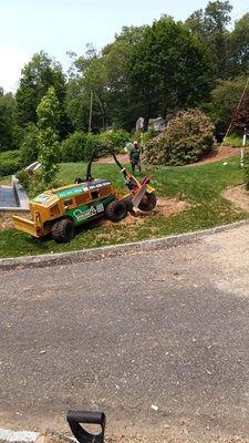 Stump grinder service - I had a big tree taken down, but the stump was still an eyesore in my yard. they came with their stump grinder and took care of it so quickly. The machine ground the stump down below ground level, and now the space looks clean and smooth — you can’t even tell a tree was there! No more tripping hazard, no bugs, and I finally have my yard back.