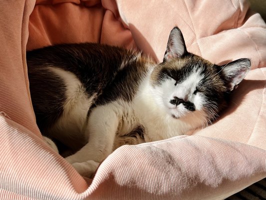 Cat Sitting - Whether your cat prefers cozy window naps or playful attention, we provide reliable, in-home cat sitting tailored to their routine. From feeding and litter cleaning to companionship and updates, Doggie Bliss is here to keep your feline relaxed and content while you're away.