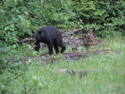 Tours 2023 - These pictures are from past tours. Our local drives/guides will take you on an adventure on our beautiful island. They will make stops at one of the most magical waterfalls, Saxman Totem Village, And Herring cove for the chance to see the many animals that reside in Ketchikan. Tours 2023 - These pictures are from past tours. Our local drives/guides will take you on an adventure on our beautiful island. They will make stops at one of the most magical waterfalls, Saxman Totem Village, And Herring cove for the chance to see the many animals that reside in Ketchikan.