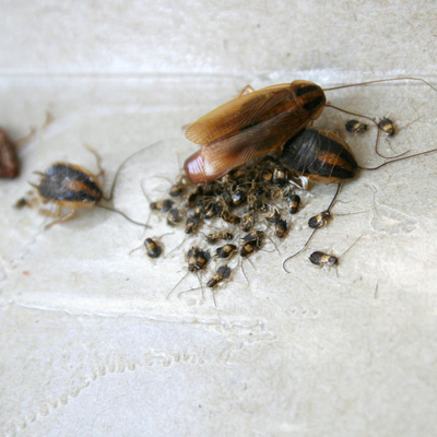 German Cockroaches - German cockroaches are hitchhiker pests that can overwhelm a home very quickly once they are introduced. We use a combination of products and methods to disrupt their egg laying cycle and get ahead of the problem! German Cockroaches - German cockroaches are hitchhiker pests that can overwhelm a home very quickly once they are introduced. We use a combination of products and methods to disrupt their egg laying cycle and get ahead of the problem!