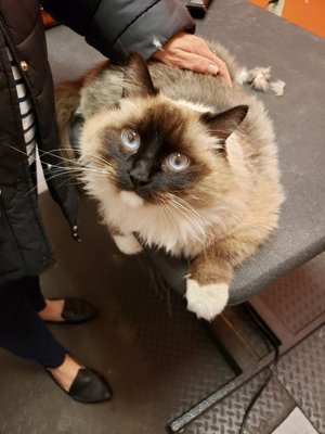 Furry Paws Pet Grooming great kitty to work with.. - Furry Paws Pet Grooming Furry Paws Pet Grooming great kitty to work with.. - Furry Paws Pet Grooming