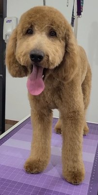 Sampson's groom - Sampson got 3/4 inches on the body and 1 inch on the legs with an open teddy bear head and a slight trim on the ears and tail. Sampson's groom - Sampson got 3/4 inches on the body and 1 inch on the legs with an open teddy bear head and a slight trim on the ears and tail.