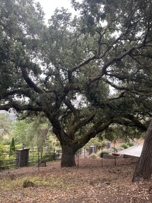 Pruning a Significant Tree - Before and after pics of a protected oak. Pruning a Significant Tree - Before and after pics of a protected oak.