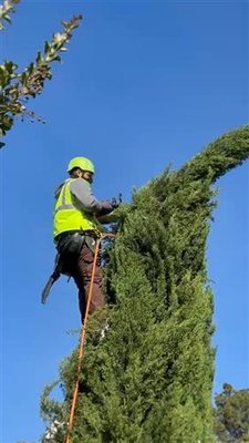 Italian Cypress Community Enhancement - Our team recently completed a large-scale pruning project for a local community association, focusing on a row of mature Italian Cypress trees that had exceeded their desired height.

Through careful height reduction and shaping, we were able to:

 ✅ Restore a clean, uniform appearance throughout the community
 ✅ Improve sight lines and overall aesthetics
 ✅ Reduce excessive growth while maintaining the trees' natural form
 ✅ Promote healthier, more manageable long-term growth

Proper pruning is essential for preserving the beauty and structure of Italian Cypress trees. Our goal was to create a balanced appearance while protecting the health and integrity of each tree.

We're proud to help communities maintain safe, attractive, and well-managed landscapes through professional arboricultural practices.