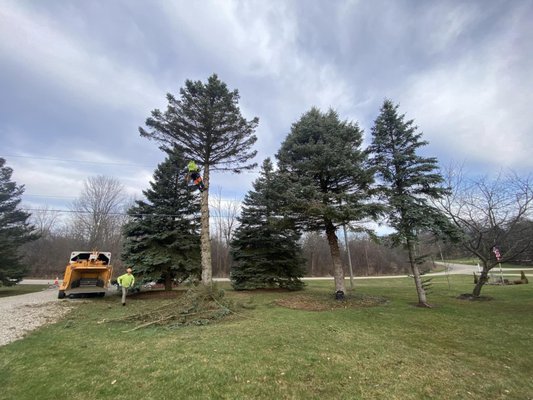 Pine Tree Removal - For this job, we swiftly took down three pine trees. We also ground down the stumps and cleaned up the debris, so the homeowner just needs to add some topsoil and grass seed. To minimize yard damage, especially with all the recent rain, we used thick rubber mats to back the truck into the yard.
Call us today for a free estimate! Pine Tree Removal - For this job, we swiftly took down three pine trees. We also ground down the stumps and cleaned up the debris, so the homeowner just needs to add some topsoil and grass seed. To minimize yard damage, especially with all the recent rain, we used thick rubber mats to back the truck into the yard.
Call us today for a free estimate!