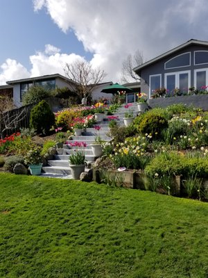 Creating and Connecting spaces for hillside home - These clients hired us to expand their back patio and replace rotting wood steps with new concrete steps leading to their lower yard. We installed a flagstone patio with a planter wall border and created wide staggered steps large enough for the client's planter pots to showcase their annual tulip and daffodil display. Creating and Connecting spaces for hillside home - These clients hired us to expand their back patio and replace rotting wood steps with new concrete steps leading to their lower yard. We installed a flagstone patio with a planter wall border and created wide staggered steps large enough for the client's planter pots to showcase their annual tulip and daffodil display.