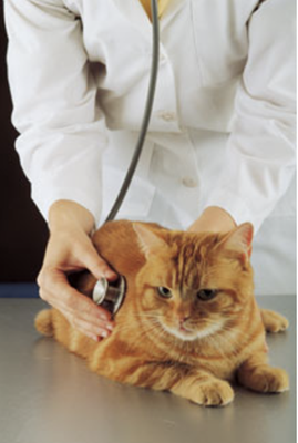Preventive Healthcare - Routine preventive healthcare is among the most important things you can do for your pet. We offer comprehensive preventive care that is customized for your pet’s individual needs and lifestyle. Our programs are based on the latest infectious disease information. We adhere to recommendations published by the Companion Animal Parasite Council, the American Animal Hospital Association, the American Veterinary Association and other sponsoring organizations. We currently promote a three year vaccination schedule for most antigens in dogs and cats including rabies and distemper. Preventive Healthcare - Routine preventive healthcare is among the most important things you can do for your pet. We offer comprehensive preventive care that is customized for your pet’s individual needs and lifestyle. Our programs are based on the latest infectious disease information. We adhere to recommendations published by the Companion Animal Parasite Council, the American Animal Hospital Association, the American Veterinary Association and other sponsoring organizations. We currently promote a three year vaccination schedule for most antigens in dogs and cats including rabies and distemper.