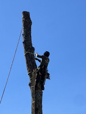 Dekalb county pine removal project - This was a project of 5 very large pine tree removed and hauled away minimal impact to the ground client left a 5 star review on our google page!