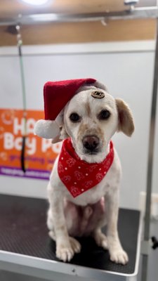 ✨🎄 Celebrations from Happy Bay Paws ✨🎃 - Celebrations from Happy Bay Paws