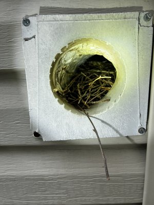 Birds Exclusion Service - This client had birds inside her air vents. We removed the nest, sanitize vent, and add a new vent cover. She’s was extremely happy that she’s no longer hearing birds chirping.  Birds Exclusion Service - This client had birds inside her air vents. We removed the nest, sanitize vent, and add a new vent cover. She’s was extremely happy that she’s no longer hearing birds chirping. 