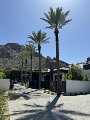Palm Tree Services - Before and after of some great Palm Tree services! Trimming and clean up to make sure your trees are beautiful and fresh for the coming season! Give our team a call today to scheduled your service!