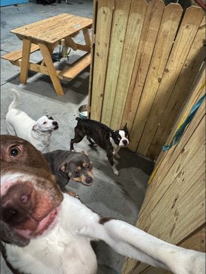 Doggy Daycare at FIDOPLAY - We offer different packages based on your needs. Over night, daily, or monthly care. We would love to look after your pets while you are away. Contact us today for a consultation or to schedule a meet and greet! Doggy Daycare at FIDOPLAY - We offer different packages based on your needs. Over night, daily, or monthly care. We would love to look after your pets while you are away. Contact us today for a consultation or to schedule a meet and greet!