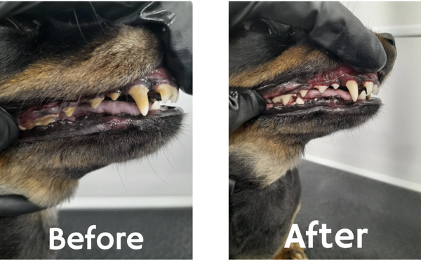 Dental Cleaning - Dental Cleaning Dental Cleaning - Dental Cleaning