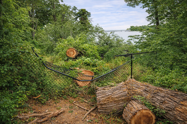 Commercial Properties - We provide large‑scale tree removal, stump grinding, pruning, debris hauling, lot cleanups, and hazard assessments for offices, retail centers, HOAs, apartments, and industrial sites.

Call (817) 564‑5445 for a FREE commercial estimate.
