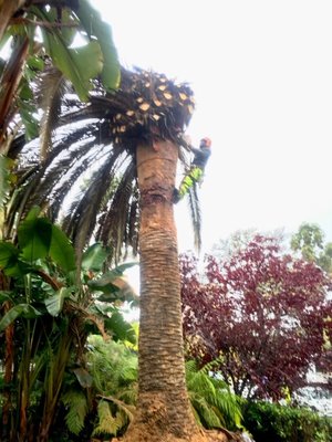 Removal of Diseased & Dying Canary Island Date Palm Tree - There was a diseased and dying/dead Canary Island Date Palm tree That our team removed and ground the stump. Moreover they worked in the rain like troopers so that the disease wouldn’t further infect the other Date Palms located nearby. Lastly, they completed the removal by grinding out the sump and raking out the mulch.￼￼