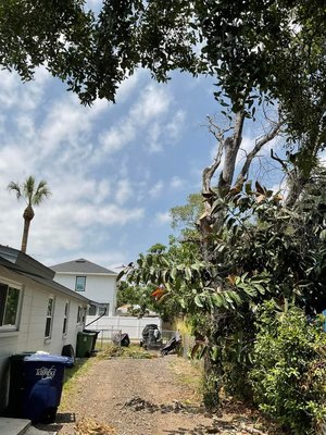 Hazardous dead limbs hanging over driveway removed - This client contacted us regarding hazardous dead limbs hanging over their driveway, this tree is completely dead and needs to be removed to mitigate the risk it poses to the property, however, the Tree is split between 2 properties and the neigh or demanded her side not be touched. We were still able to come in and safely remove the hazardous limbs, making the area much safer for the home owner. Hazardous dead limbs hanging over driveway removed - This client contacted us regarding hazardous dead limbs hanging over their driveway, this tree is completely dead and needs to be removed to mitigate the risk it poses to the property, however, the Tree is split between 2 properties and the neigh or demanded her side not be touched. We were still able to come in and safely remove the hazardous limbs, making the area much safer for the home owner.