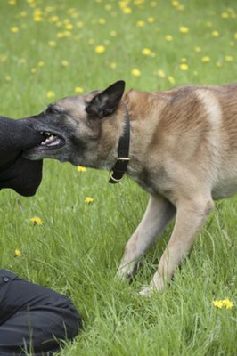 Dog Bites & Animal Attacks - Animal owners are responsible for the actions of their pets. If you or a loved one was bitten or attacked, we’ll help you seek compensation for medical treatment, emotional trauma, and long-term effects. Call for a free consultation. Dog Bites & Animal Attacks - Animal owners are responsible for the actions of their pets. If you or a loved one was bitten or attacked, we’ll help you seek compensation for medical treatment, emotional trauma, and long-term effects. Call for a free consultation.