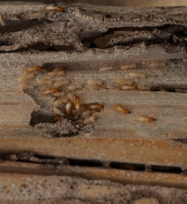 Pest control treatment - Apex offers a variety of residential & commercial services including but not limited to: Pest Control (ants, cockroaches, spiders, rodents, bird control, etc.) Termite & bed bug inspections. Please call, text or email for a free quote! Locally owned & operated Pest control treatment - Apex offers a variety of residential & commercial services including but not limited to: Pest Control (ants, cockroaches, spiders, rodents, bird control, etc.) Termite & bed bug inspections. Please call, text or email for a free quote! Locally owned & operated