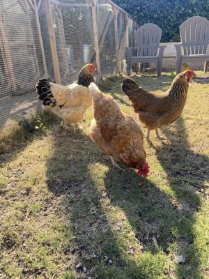 Birds! - Backyard chickens and ranch turkeys?! You bet! We love our bird clients. Birds! - Backyard chickens and ranch turkeys?! You bet! We love our bird clients.