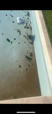 Backyard Fountain/ Pool After A Storm - Backyard in ground fountain/ pool after a storm. Before and After.