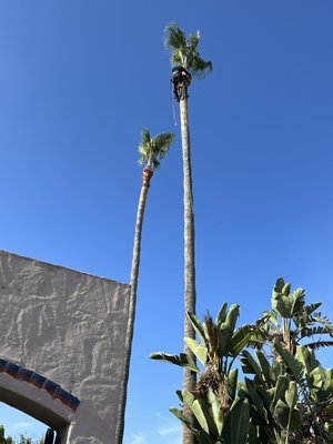 Trimming and shaving of two Mexican Fan Palms - We are fortunate to service these Mexican fan palm trees twice a year. We take our time to shave and trim palm trees. You may recognize the location, we Service art community. This is the Dos Palmas café located of I-15 on Kensington￼ neighborhood.