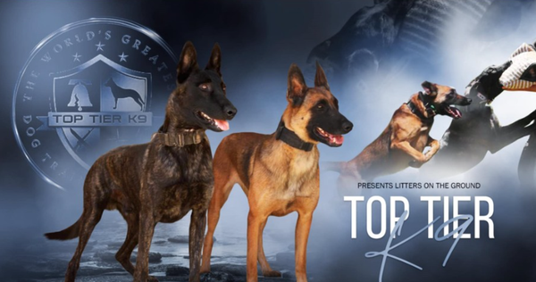 5 Star Reviews Discover the Best Dog Training Services for You and Your Dog! - Our reviews speak for themselves- happy clients, well adjusted obedient dogs
Basic Obedience
Resource Guarding
Off Leash Obedience
Leash Reactivity
Dog Reactivity/ Dog Aggression
Human Reactivity/ Stranger Danger
House Breaking/ House Manners
Nipping/ Biting Jumping on House Guests
Counter Surfing 5 Star Reviews Discover the Best Dog Training Services for You and Your Dog! - Our reviews speak for themselves- happy clients, well adjusted obedient dogs
Basic Obedience
Resource Guarding
Off Leash Obedience
Leash Reactivity
Dog Reactivity/ Dog Aggression
Human Reactivity/ Stranger Danger
House Breaking/ House Manners
Nipping/ Biting Jumping on House Guests
Counter Surfing