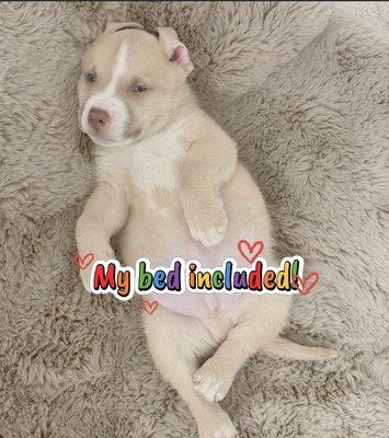 Plant-based pet bed cleaning. - Clean dog bed, healthier home, happier pup! Plant-based pet bed cleaning. - Clean dog bed, healthier home, happier pup!