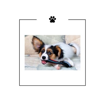 Small Dog Grooming - Full service grooming for small dogs, includes bath, brush out and breed specific hair cut.  Prices starting at $60 depending on condition of dog.