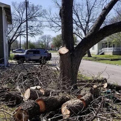 Professional Tree Removal - My Next Tree Service - Professional Tree Removal - My Next Tree Service