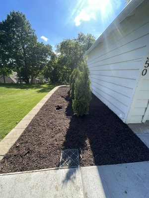 Brown Mulch Installation - An example of one of our recent mulching jobs. Brown Mulch Installation - An example of one of our recent mulching jobs.