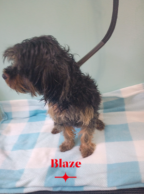 WELCOME BACK BLAZE! - WELCOME BACK BLAZE! This delicious little 5 pound Toy Yorkie is the sweetest little boy... Until you touch his feet 😹. Never under estimate the small ones. He is still young and learning manners at the groomer. Hopefully next time I won't have to call for reinforcement WELCOME BACK BLAZE! - WELCOME BACK BLAZE! This delicious little 5 pound Toy Yorkie is the sweetest little boy... Until you touch his feet 😹. Never under estimate the small ones. He is still young and learning manners at the groomer. Hopefully next time I won't have to call for reinforcement