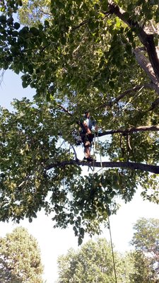 Big Maple Prune - Getting around in a big maple Big Maple Prune - Getting around in a big maple