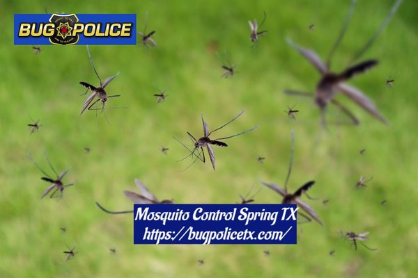 Mosquito Control - Mosquitoes are very harmful insects to have inside your home, and if you already have them, you should be calling Bug Police. We are a well-known mosquito control expert based in Spring, TX that provides reliable mosquito removal services. We are completely well-versed on how to properly handle mosquitos and remove them completely from your vicinity. With our help, we can get all those pesky mosquitoes exterminated and make sure they won’t be coming back anytime soon. Mosquito Control - Mosquitoes are very harmful insects to have inside your home, and if you already have them, you should be calling Bug Police. We are a well-known mosquito control expert based in Spring, TX that provides reliable mosquito removal services. We are completely well-versed on how to properly handle mosquitos and remove them completely from your vicinity. With our help, we can get all those pesky mosquitoes exterminated and make sure they won’t be coming back anytime soon.