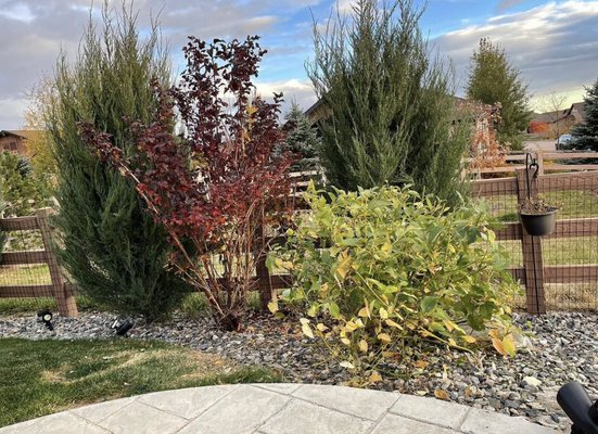 Shrub & hedge trimming - Whatever the variety of plant, Murphy’s Lawn Maintenance can ensure that we have the knowledge and artistic ability to shape your bushes and hedges accordingly.