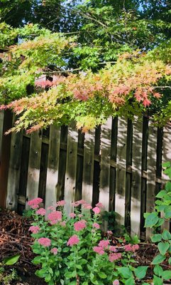 Botanical interests - Regenerate Garden Design specialize in plant selections that gives you all season interests. We love to intermix bright colored annuals and edible plants with native plants and perennials to add more pop and interests for the summer months. We also utilize different plant features to create special outdoor spaces. Botanical interests - Regenerate Garden Design specialize in plant selections that gives you all season interests. We love to intermix bright colored annuals and edible plants with native plants and perennials to add more pop and interests for the summer months. We also utilize different plant features to create special outdoor spaces.