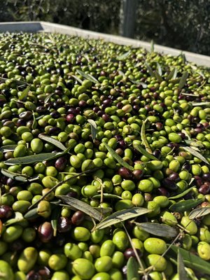 Napa Valley Estate Extra Virgin Olive Oil - Each year, we harvest early for the highest polyphenol counts and biggest, bold flavor in our estate olive oil. We offer private label bottling and top grade olive oil Napa Valley Estate Extra Virgin Olive Oil - Each year, we harvest early for the highest polyphenol counts and biggest, bold flavor in our estate olive oil. We offer private label bottling and top grade olive oil