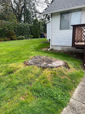 Stump removal - Removal of a 72 inch stump in a residential front yard. Stump removal - Removal of a 72 inch stump in a residential front yard.