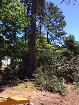 Tree Services - From planting and pruning to removal and storm damage cleanup, our expert team ensures your trees remain healthy and well-maintained. Trust us for reliable, professional care tailored to all your tree needs and enhance your property's beauty. Tree Services - From planting and pruning to removal and storm damage cleanup, our expert team ensures your trees remain healthy and well-maintained. Trust us for reliable, professional care tailored to all your tree needs and enhance your property's beauty.
