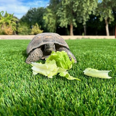 Pet Turf - White Rhino Turf installs so of the best Pet Turf that is engineered with safety first. Because you care about your pets. Pet Turf has revolutionary draining technology makes this series extremely low maintenance, keeping your yard not only free of yellowing patches and patchy bare spots but also most importantly keeps it smelling fresh. Pet Turf - White Rhino Turf installs so of the best Pet Turf that is engineered with safety first. Because you care about your pets. Pet Turf has revolutionary draining technology makes this series extremely low maintenance, keeping your yard not only free of yellowing patches and patchy bare spots but also most importantly keeps it smelling fresh.