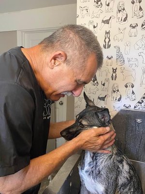 Sadie deshedding - Sadie was in for a full service with deshedding Sadie deshedding - Sadie was in for a full service with deshedding