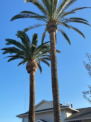 Palm Tree trim - Palm Tree Trimming Palm Tree trim - Palm Tree Trimming