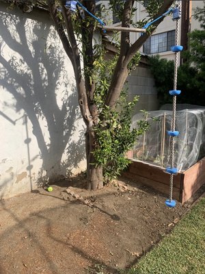 Tree with stump removal. - The client wanted two stumps out along with a small Orange tree cut down and stumped out. Like always, we left our client satisfied.