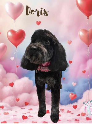 Fluffy's Full Spaw Package - This package is geared toward breeds that have medium to long coats that require full body haircuts or for fur that is severely matted. The prices of this service vary by breed, fur type, and condition of coat. This package includes the following:
• Cleansing Bath
• Conditioning Treatment 
• Blow Drying
• Full Comb Out/Brushing
• Full Body Haircut & Design or De-Shedding Treatment
• Ear Cleaning (we only scissor trim hair in the ear canal, no plucking)
• Accessories
• Cologne