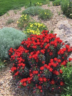 Echinocereus - Echinocereus is a widespread and large genus of clumping cacti, prized for their flowers. Found almost everywhere that cactus are found, this genus has a good representation of cold hardy species.