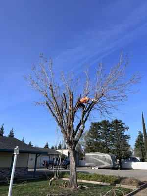 Tree topping to customers satisfaction! - For a call from a customer stating his trees were getting to tall and heavy, needed them topped to not worry about getting anymore broken limbs and doesn’t have to worry about it for a couple years now. Tree topping to customers satisfaction! - For a call from a customer stating his trees were getting to tall and heavy, needed them topped to not worry about getting anymore broken limbs and doesn’t have to worry about it for a couple years now.