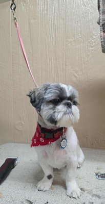 Full service grooming - We are accepting new grooming customers. No breed restrictions. Call today to schedule. Full service grooming - We are accepting new grooming customers. No breed restrictions. Call today to schedule.
