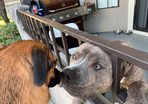Behavior Correction - I will you help your dog in getting rid of bad habits and develop good ones and will coach you on how to maintain good Canine behavior:
- Pulling - While outdoors and on walks, distractions, self-control
- Jumping - on adults, kids, other dogs and furniture
- Chewing - nibbling on hands, feet furniture and other household items
- Barking - excessively at other dogs, people and other triggers
- Separation Anxiety - Stressed doggie when you are leaving or while you are away Behavior Correction - I will you help your dog in getting rid of bad habits and develop good ones and will coach you on how to maintain good Canine behavior:
- Pulling - While outdoors and on walks, distractions, self-control
- Jumping - on adults, kids, other dogs and furniture
- Chewing - nibbling on hands, feet furniture and other household items
- Barking - excessively at other dogs, people and other triggers
- Separation Anxiety - Stressed doggie when you are leaving or while you are away