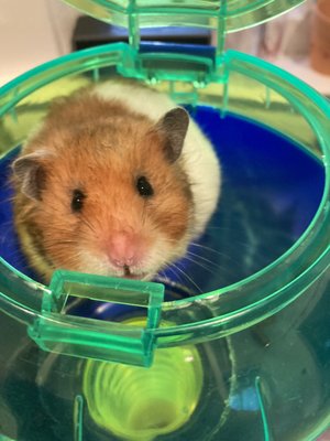 Pocket Pets! - Our rodent friends get just as much love as the rest! From teddy bear hamsters to pet rats, we've cared for many beloved pocket pets. Pocket Pets! - Our rodent friends get just as much love as the rest! From teddy bear hamsters to pet rats, we've cared for many beloved pocket pets.